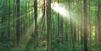 Землі лісового фонду тепер підлягають оподаткуванню