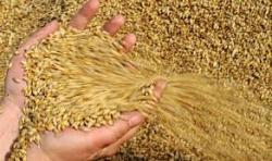 Україна зняла обмеження щодо експорту пшениці