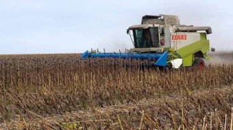 Рейдерство на Київщині: «тітушки» зібрали врожай на 1,5 мільйона
