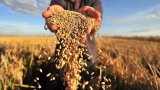 Аграрний експорт України в ЄС зріс на третину