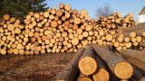 Україна та ЄС погодили &laquo;нейтральних&raquo; арбітрів, що займуться лісом-кругляком
