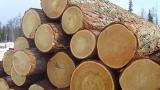 Moratorium on Timber Export Can Result in Lawsuits of Europeans against Ukraine &ndash; Expert