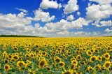 Україна рекордно збільшила виробництво соняшникової олії