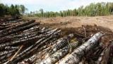 В МЕРТ назвали причини для скасування мораторію на експорт лісу