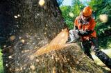 ВР планує заборонити всі види рубок на території пралісів