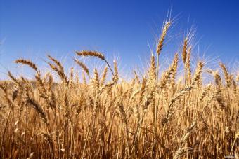 Снижение пошлин на ввоз украинской продукции благоприятно отразится на сельском хозяйстве