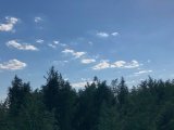 Полицейские благодаря дрону нашли в Киевской области плантацию конопли