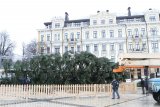 Доставка главной елки страны обошлась в 100 тысяч