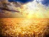 Світові ціни на пшеницю впали до мінімуму за 4 роки