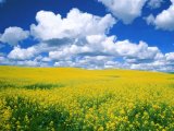 Верховна Рада відстрочила скасування ПДВ при експорті олійних