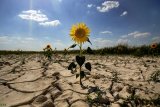 Посуха в центральних областях України вдарить по врожайності зернових - експерти