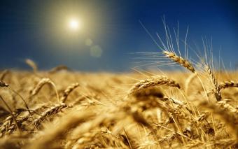 Минагрополитики отчиталось о ситуации на рынке зерна
