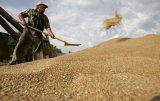 Уряд передбачив 4 мільярди гривень на бюджетні дотації для аграріїв