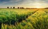 Poroshenko Speaks on Possibility of Opening Land market