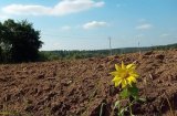 Аграрний комітет Ради підтримав мораторій на продаж землі до 2019 року