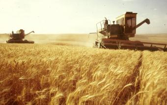 Урожай зерна в Украине снова будет рекордным