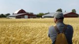 Заступник міністра АПК Шеремета пропонує вдвічі скоротити держпідтримку фермерам