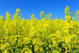 Ріпак стане лідером по рентабельності серед олійних культур - експерт