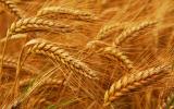 Wheat export volume and prices as of June 9, 2015