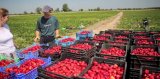 Українські гастарбайтери за 9 місяців вивели з Польщі $4 млрд
