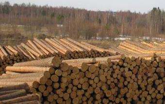 ЕС заявил о согласии Украины вновь вывозить лес