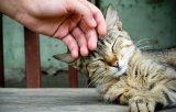 У Кличка витратять на безпритульних тварин майже 200 млн грн