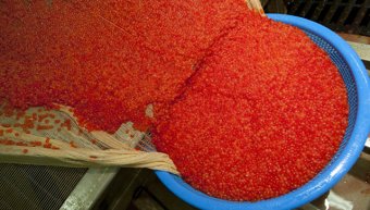 Полицейские нашли в Магаданской области тайники с тоннами лососевой икры, Россия
