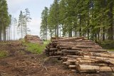 Порошенко ужесточил ответственность за вырубку леса