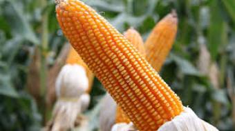 Турция ввела пошлины на российские продукты