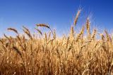 Зниження мит на ввезення української продукції сприятиме розвитку сільського господарства
