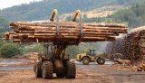 Контрабанда леса в Украине: назван способ покончить со схемами