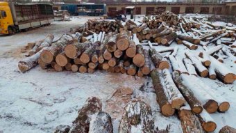 Експорт лісу-кругляка не припинився, він йде контрабандою, - Климпуш-Цинцадзе