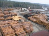 За полгода таможенники зафиксировали нарушений при экспорте леса на 35 млн грн