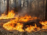 Киян попередили про високий рівень пожежонебезпеки на вихідних