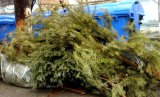 Понад 300 тисяч гривень знадобиться, щоб прибрати ялинки у Києві