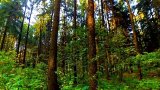 Украинский лес незаконно вывозят для трех крупнейших производителей деревянных панелей в мире - СМИ