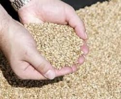 Ирак отменил эмбарго на прямые поставки украинской сельхозпродукции