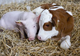 Прибутковість продукції тваринництва зросте майже вдвічі &ndash; експерти