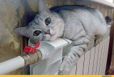 &laquo;Киевэнерго&raquo; отключил от отопления офис &laquo;Нафтогаза&raquo; и еще 500 домов в столице по их просьбе