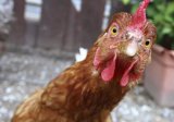 Гройсман готовит новые дотации для Косюка: 350 гривен за каждую курицу