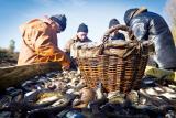 Держрибагентство оцінює тіньовий ринок риби в 6 мільярдів