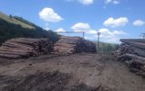 Контрабанда леса уменьшилась втрое - ГФС