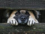 Украинцы призвали запретить держать собак в многоэтажках