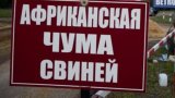Неугасающие вспышки АЧС отталкивают инвесторов - нардеп