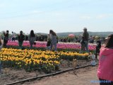 На Буковину съехались тысячи туристов на фестиваль тюльпанов
