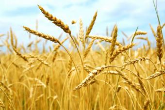 Майже 40% українського експорту становить агропродукція