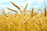 Майже 40% українського експорту становить агропродукція
