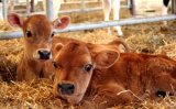 В Україні знову скоротилося поголів&rsquo;я великої рогатої худоби