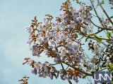 Найшвидше дерево в світі: в Ужгороді розквітла павловнія