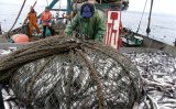 Украина и Россия договорились, как делить улов рыбы в Азовском море